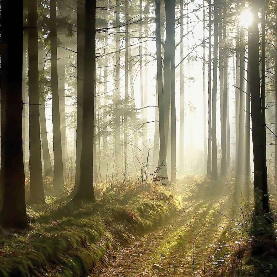 Forest Path Painting