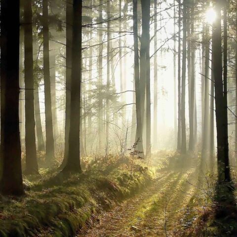 Forest Path Painting