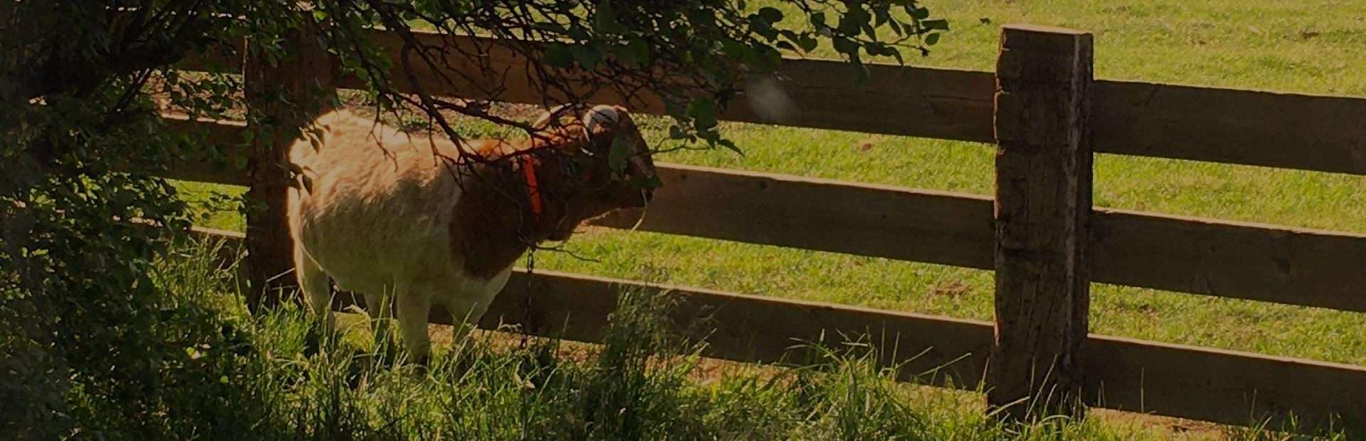 photo of goat, Wilbur County