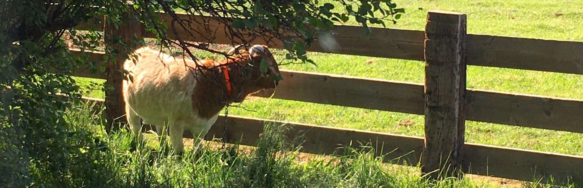 photo of goat in Wilbur County